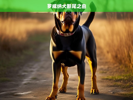 罗威纳犬断尾之由