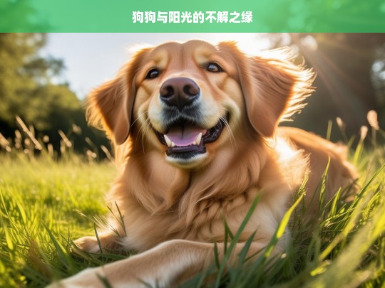 狗狗与阳光的不解之缘