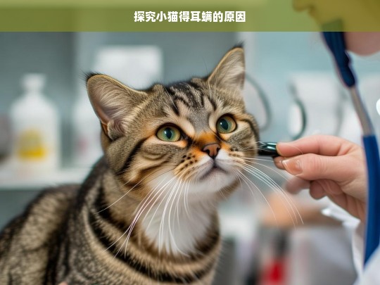 探究小猫得耳螨的原因