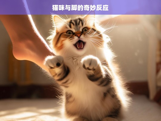 猫咪与脚的奇妙反应