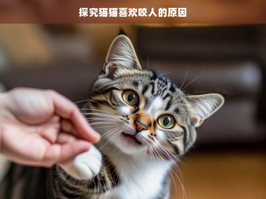 探究猫猫喜欢咬人的原因