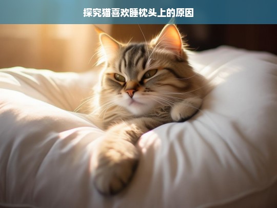 探究猫喜欢睡枕头上的原因