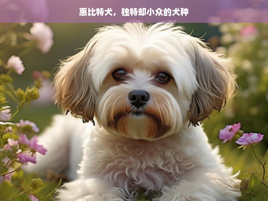 惠比特犬，独特却小众的犬种