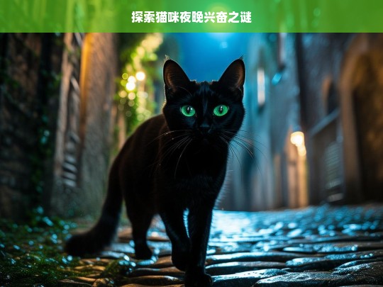 探索猫咪夜晚兴奋之谜