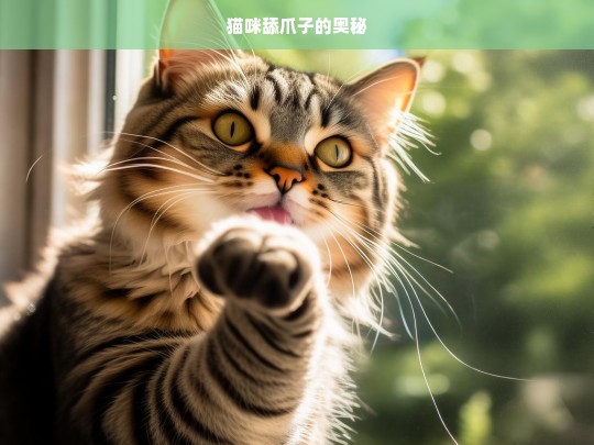 猫咪舔爪子的奥秘