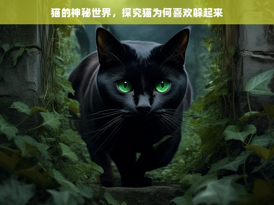 猫的神秘世界，探究猫为何喜欢躲起来