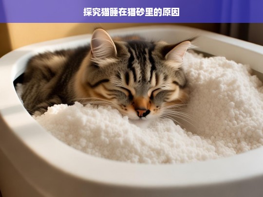 探究猫睡在猫砂里的原因