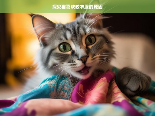 探究猫喜欢咬衣服的原因