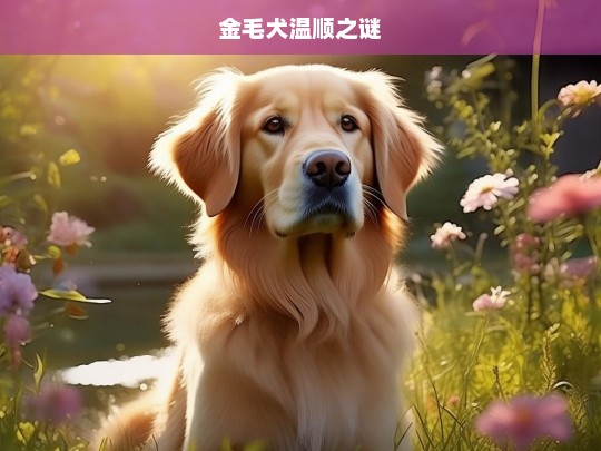 金毛犬温顺之谜