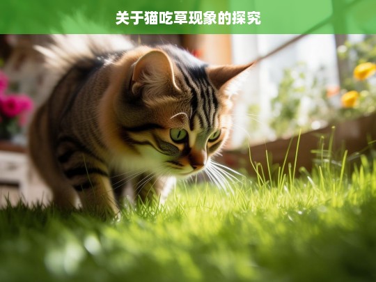 关于猫吃草现象的探究