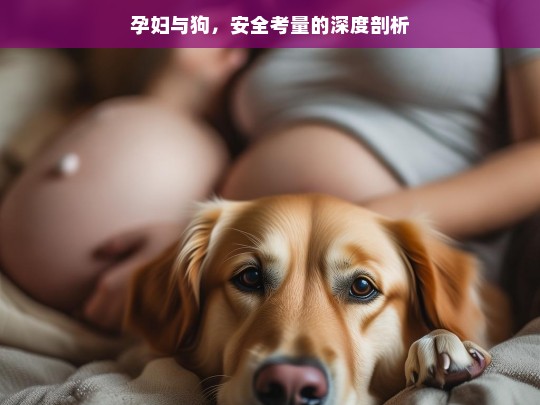 孕妇与狗，安全考量的深度剖析