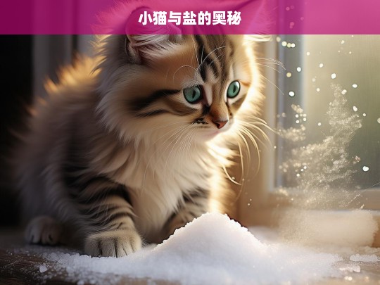 小猫与盐的奥秘