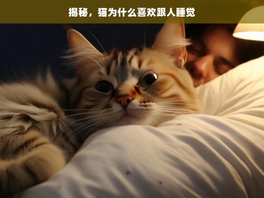 揭秘，猫为什么喜欢跟人睡觉