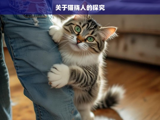 关于猫挠人的探究