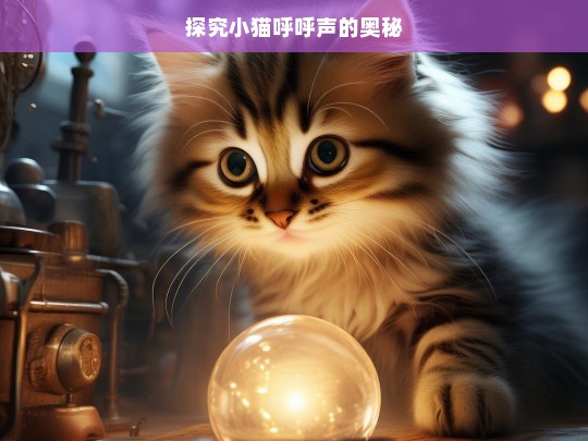 探究小猫呼呼声的奥秘