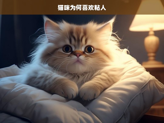 猫咪为何喜欢粘人