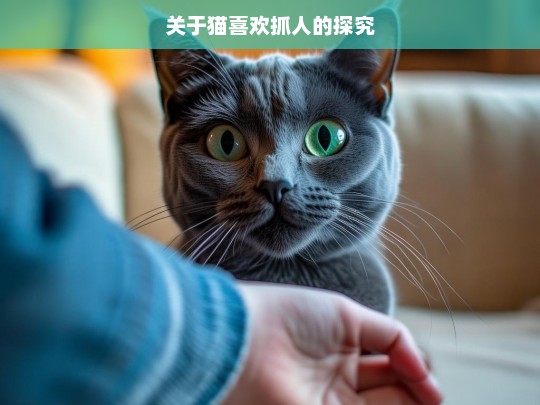 关于猫喜欢抓人的探究