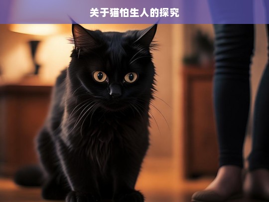 关于猫怕生人的探究