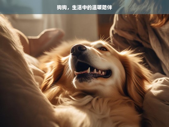 狗狗，生活中的温暖陪伴