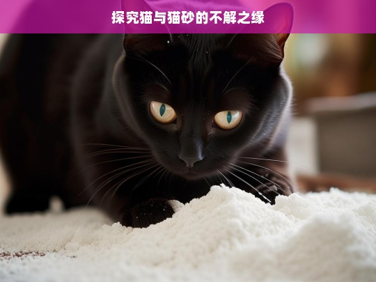 探究猫与猫砂的不解之缘