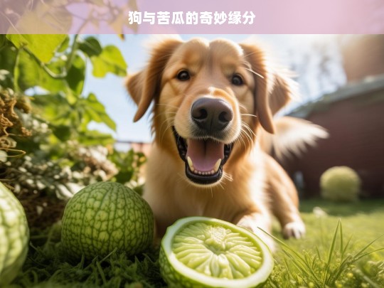 狗与苦瓜的奇妙缘分