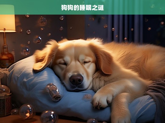 狗狗的睡眠之谜