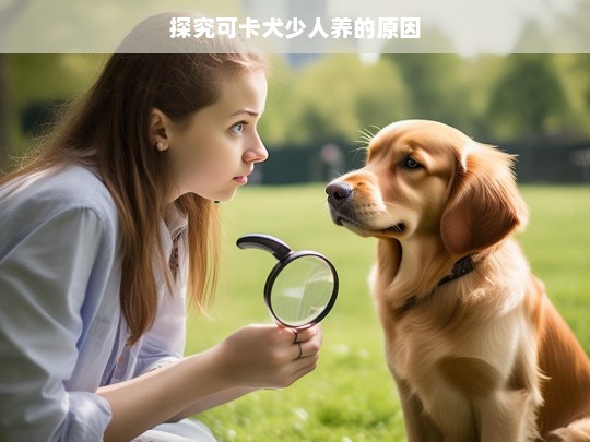 探究可卡犬少人养的原因