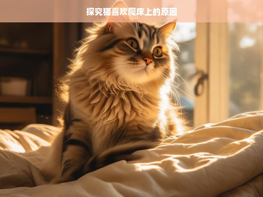 探究猫喜欢爬床上的原因