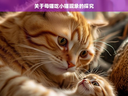 关于母猫吃小猫现象的探究