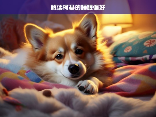 解读柯基的睡眠偏好