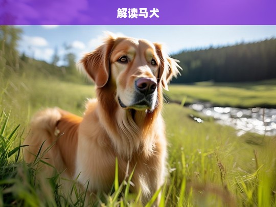 解读马犬