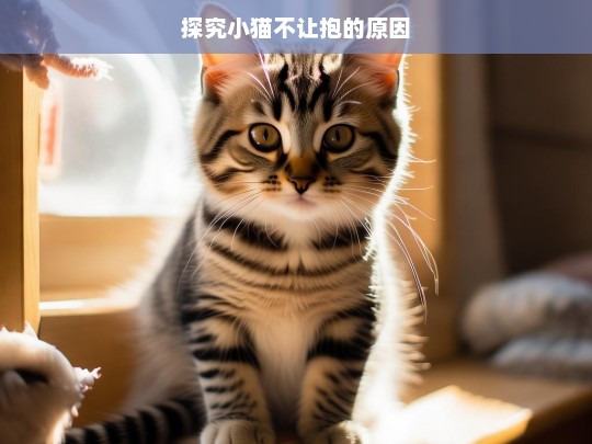 探究小猫不让抱的原因