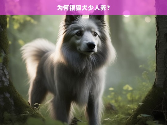 为何银狐犬少人养？