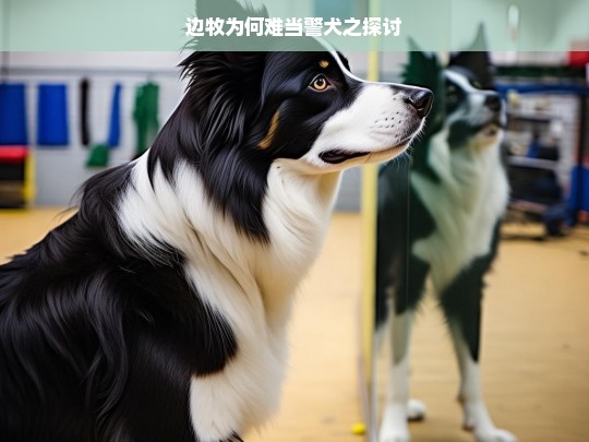 边牧为何难当警犬之探讨