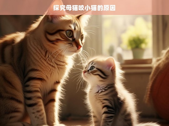 探究母猫咬小猫的原因