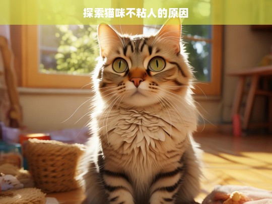 探索猫咪不粘人的原因