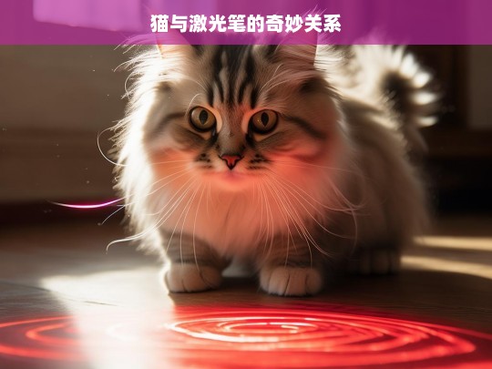 猫与激光笔的奇妙关系