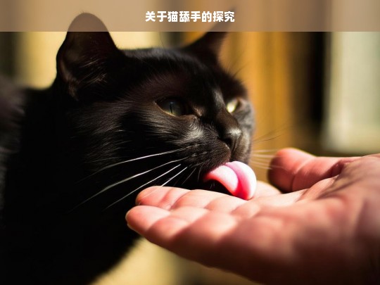 关于猫舔手的探究