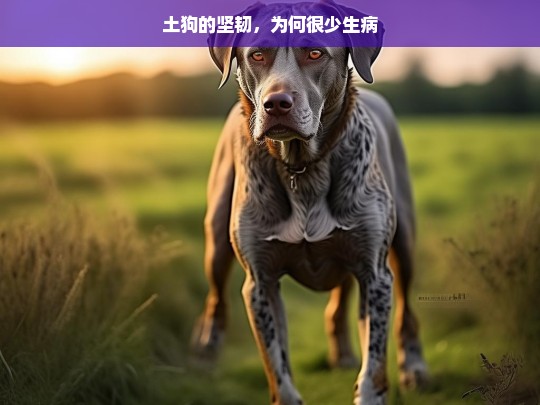 土狗的坚韧，为何很少生病