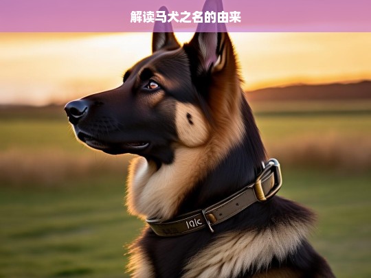 解读马犬之名的由来