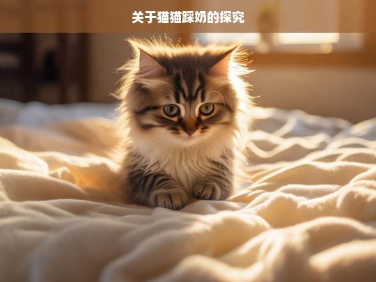 关于猫猫踩奶的探究