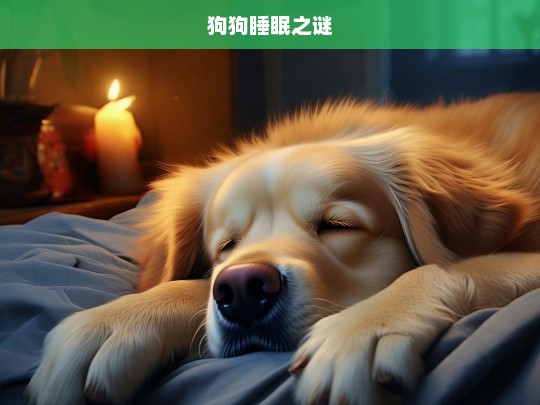 狗狗睡眠之谜