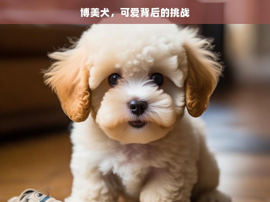 博美犬，可爱背后的挑战