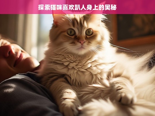 探索猫咪喜欢趴人身上的奥秘