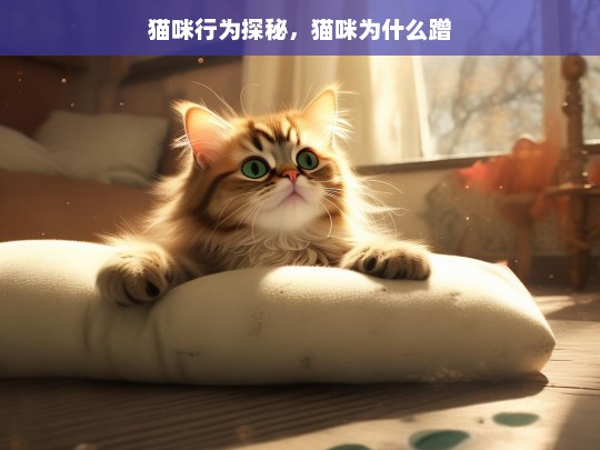 猫咪行为探秘，猫咪为什么蹭