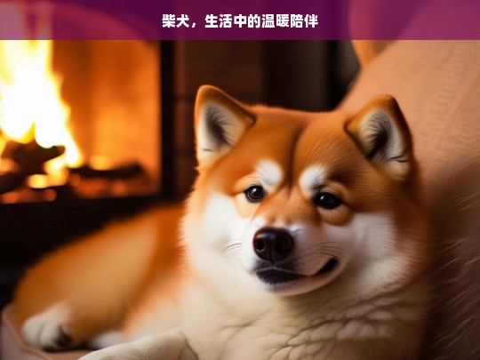 柴犬，生活中的温暖陪伴