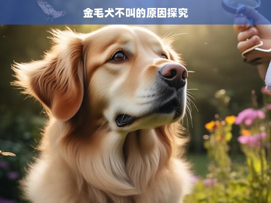 金毛犬不叫的原因探究