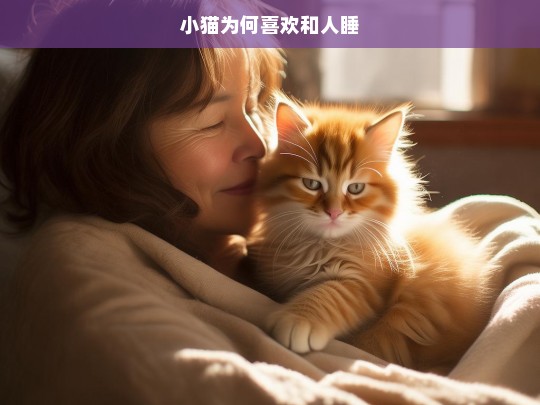 小猫为何喜欢和人睡