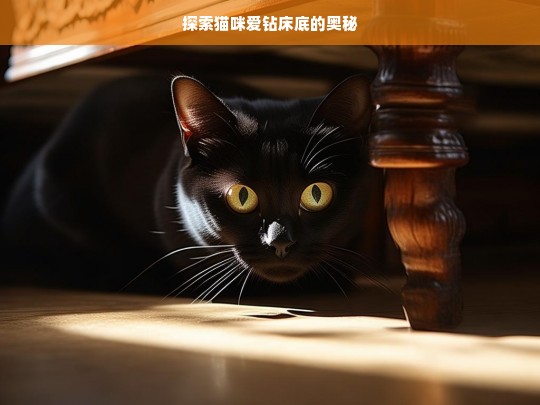 探索猫咪爱钻床底的奥秘