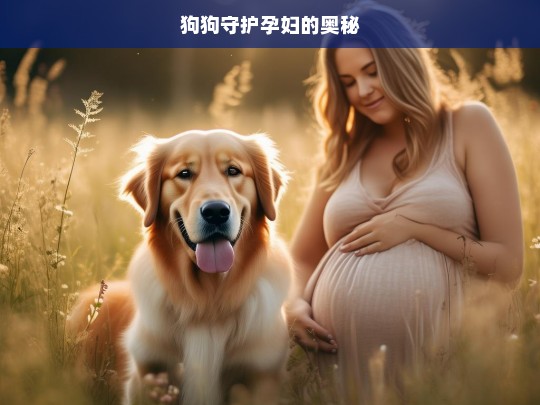 狗狗守护孕妇的奥秘